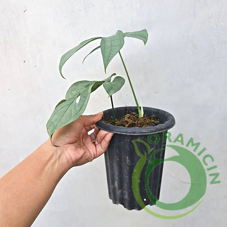 Amydrium Medium Silver ORAMICIN