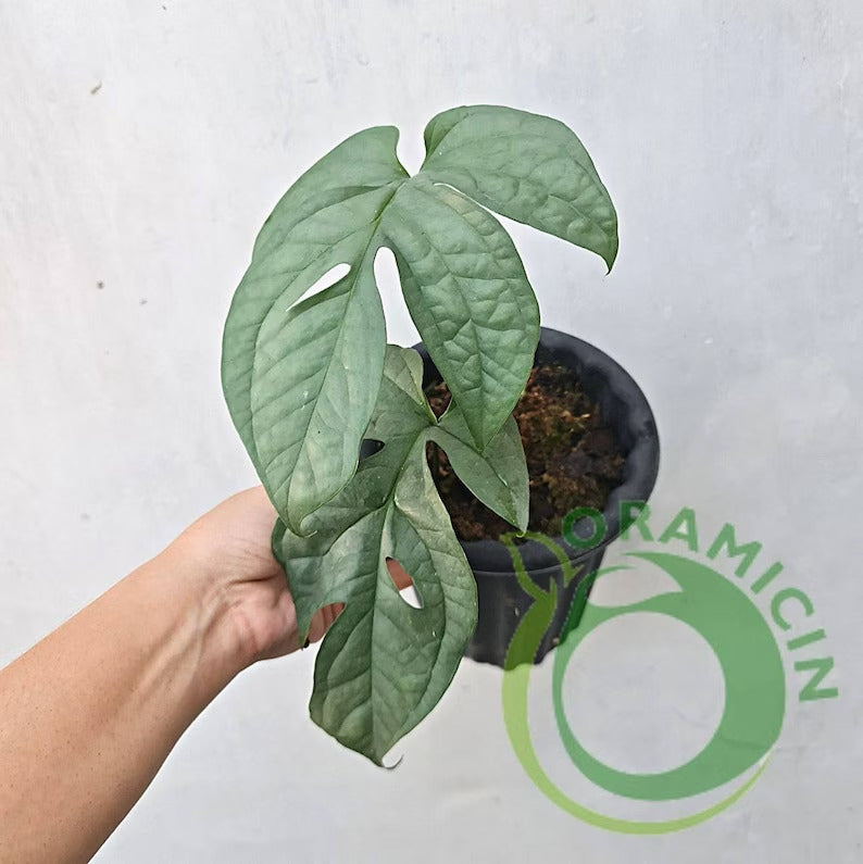 philodendron amydrium silver Amydrium Medium Silver