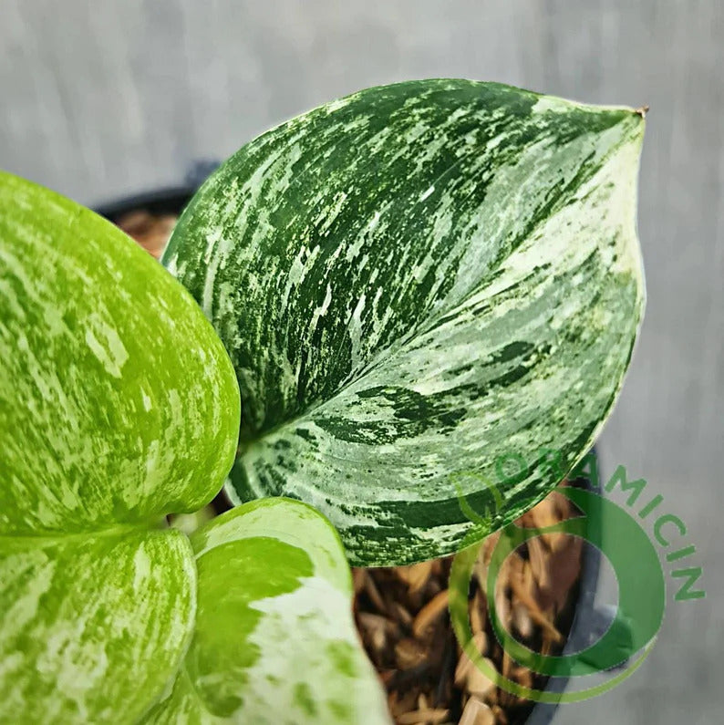 Scindapsus Treubii 달빛 대리석 여왕 열대 식물 ORAMICIN