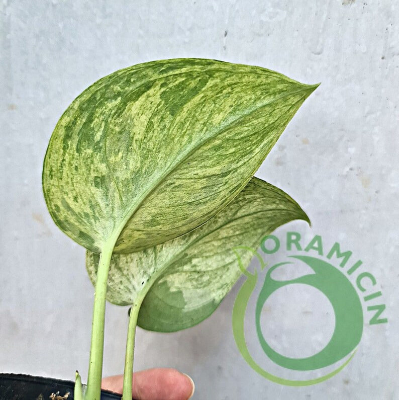 Scindapsus Jade Satin Marble Queen Variegated Tropical Plants ORAMICIN