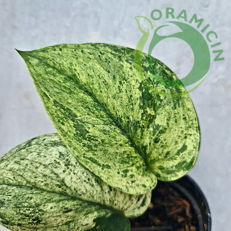 Scindapsus Jade Satin Marble Queen Variegated Tropical Plants ORAMICIN
