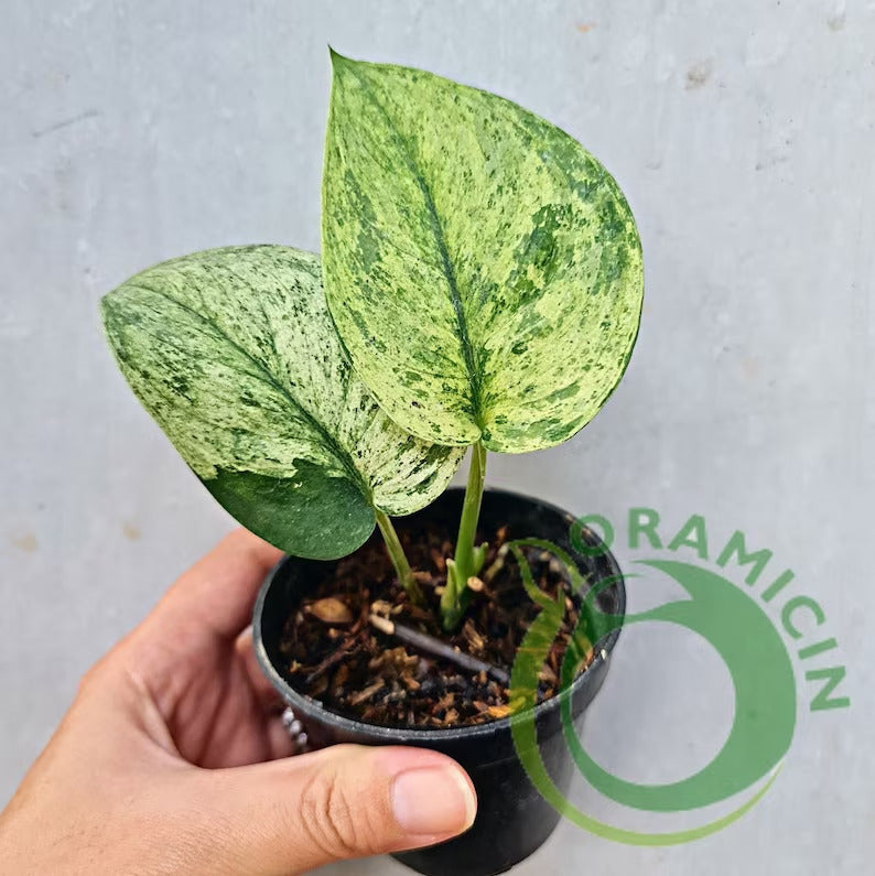 jade satin plant Scindapsus Jade Satin Marble Queen Variegated