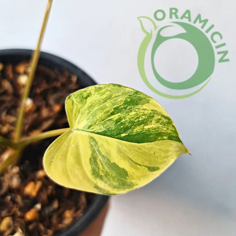 Homalomena Rubescens Variegated Tropical Plants ORAMICIN