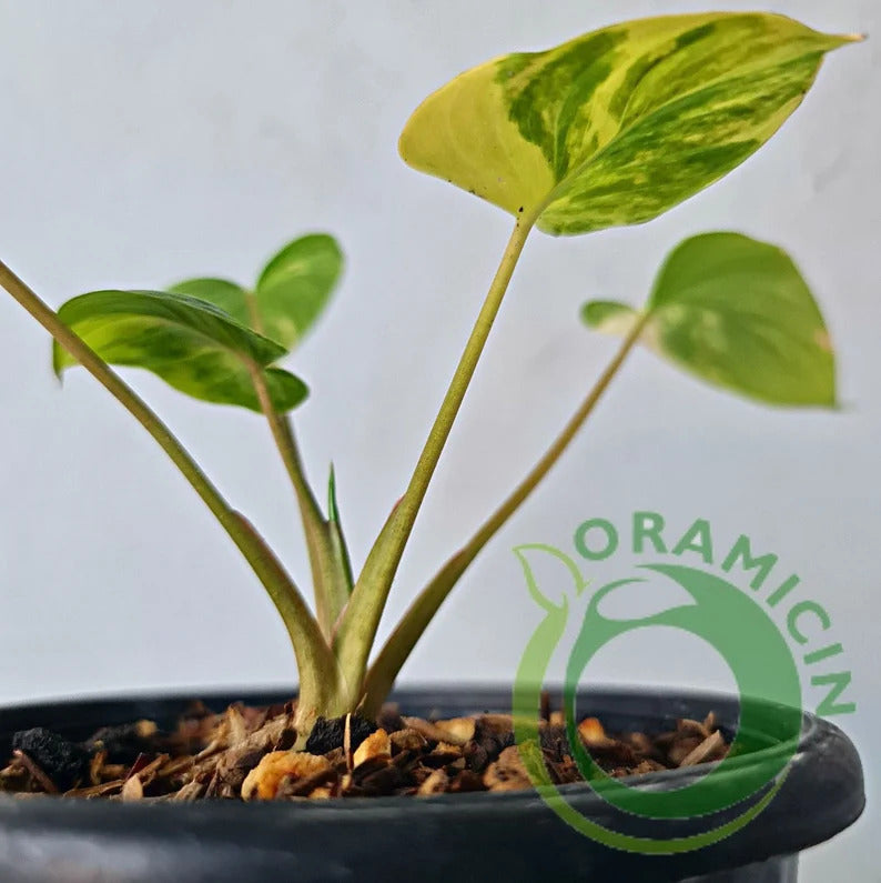 Homalomena Rubescens Variegated Tropical Plants ORAMICIN