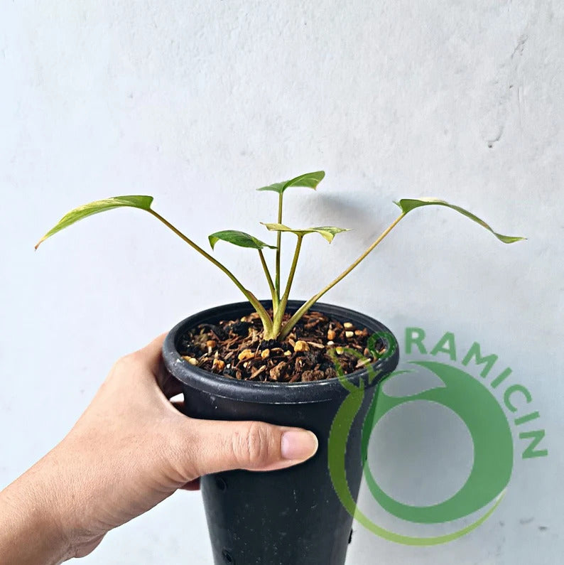 Homalomena Rubescens Variegated Tropical Plants ORAMICIN