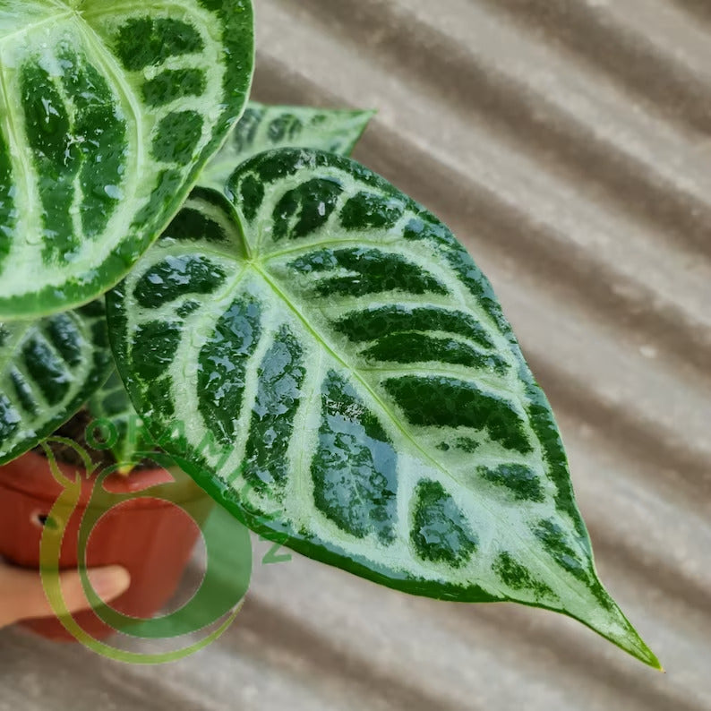Anthurium Silver Blush Dorayaki ORAMICIN