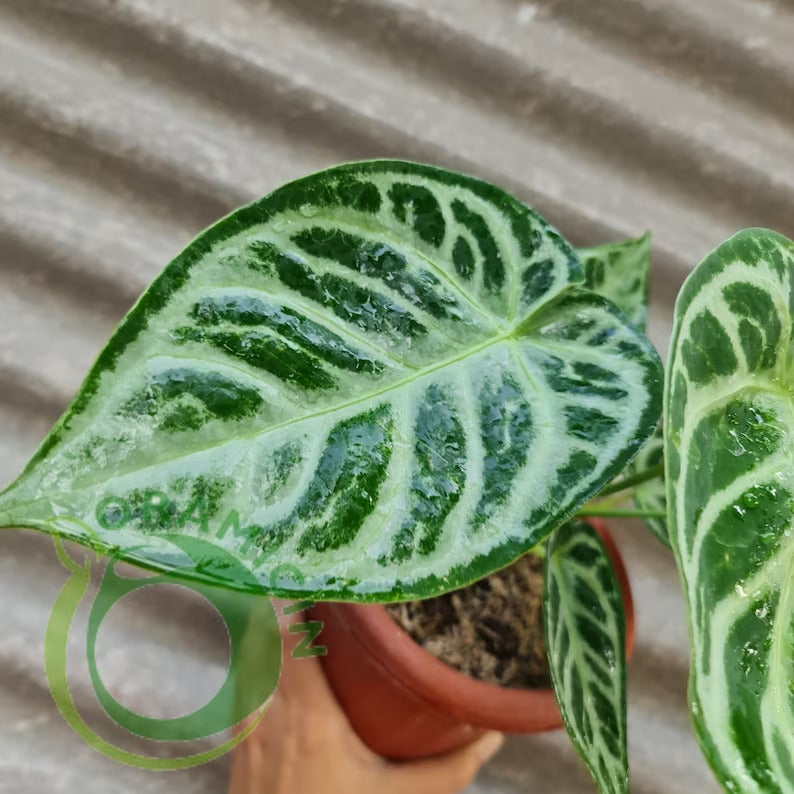 Anthurium Silver Blush Dorayaki ORAMICIN