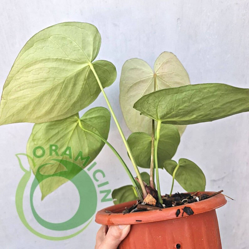 Anthurium Super Silver Blush REAL Picture Big ORAMICIN