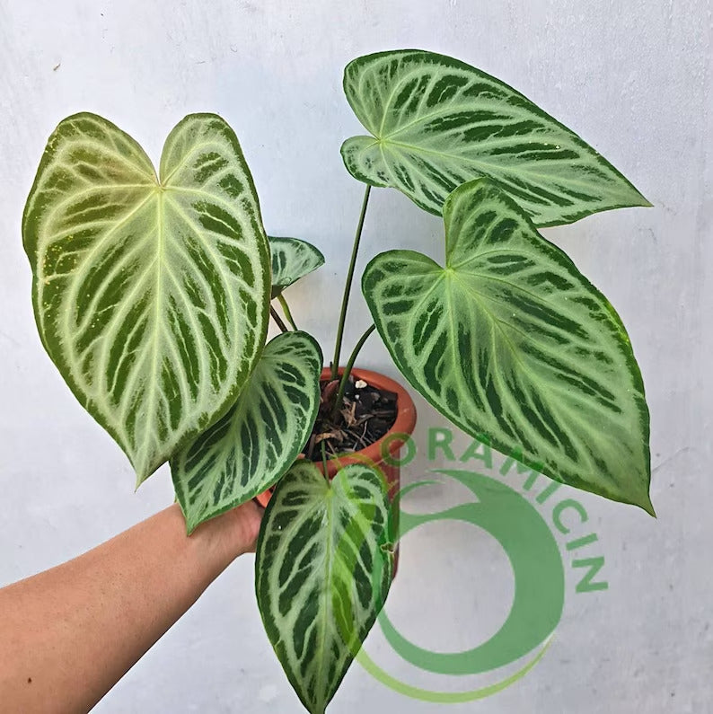 silver anthurium Anthurium Super Silver Blush
