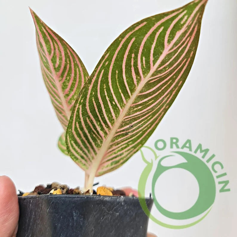 Aglaonema Golden Hope Tropical Plants ORAMICIN