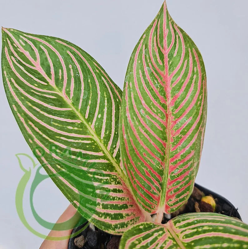 Aglaonema Golden Hope Tropical Plants ORAMICIN