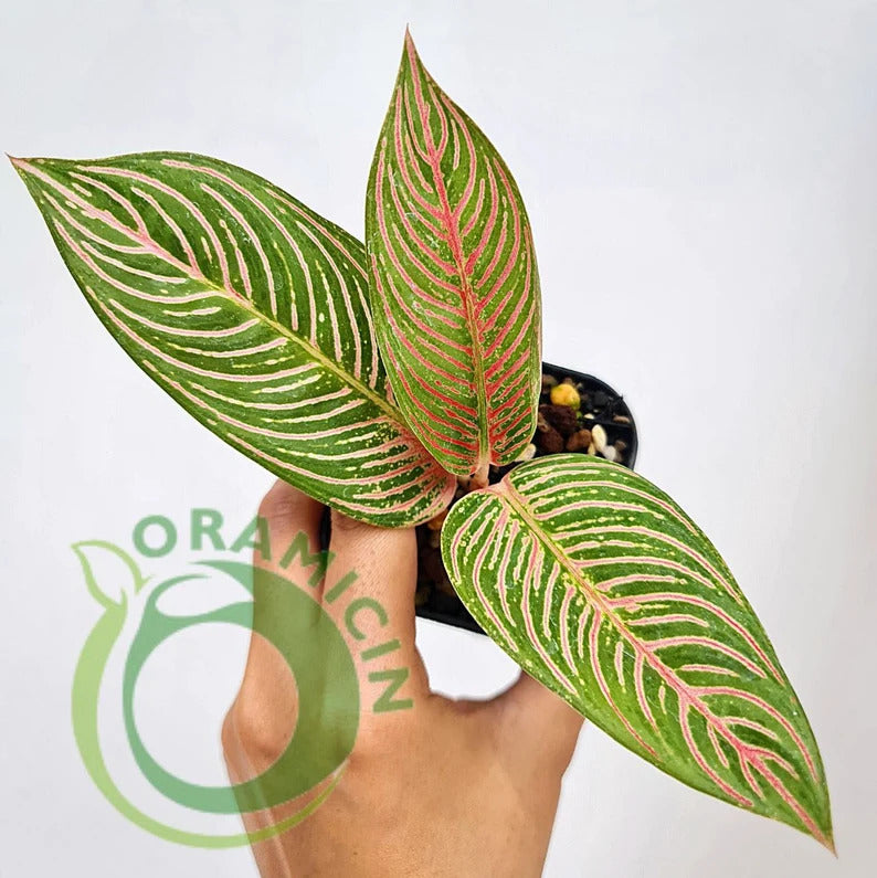 aglaonema golden passion Aglaonema Golden Hope variegated Grower's Choice *In Stock* Acclimated (In Stock)