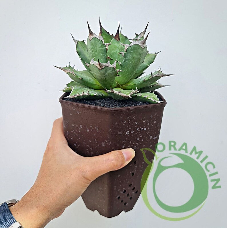 Agave Titanota ORAMICIN