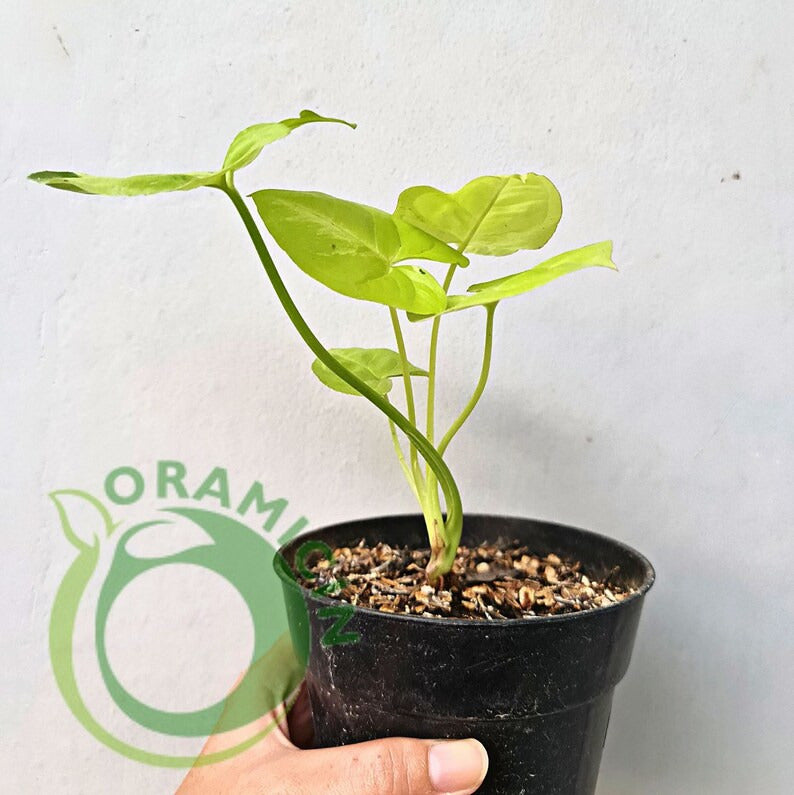 Syngonium Lime Soda Variegated Tropical Plants ORAMICIN
