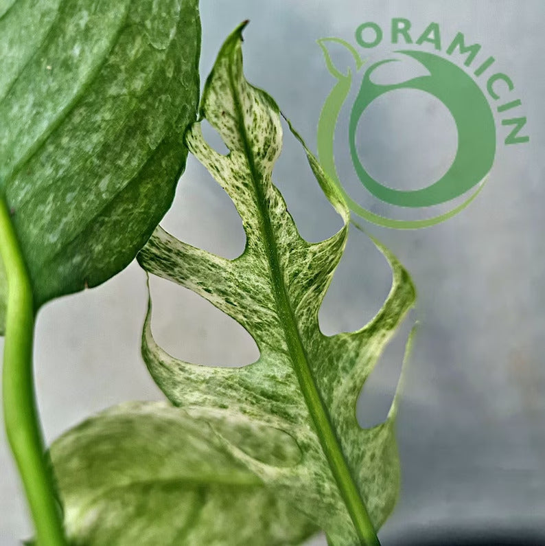 Epipremnum Pinnatum Mint Variegated Tropical Plants ORAMICIN