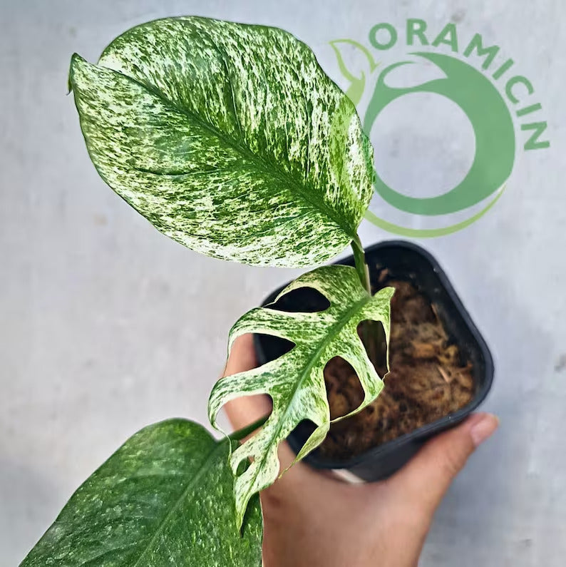 Epipremnum Pinnatum Mint Variegated Tropical Plants ORAMICIN