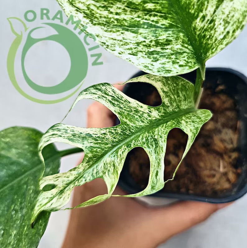 Epipremnum Pinnatum Mint Variegated Tropical Plants ORAMICIN