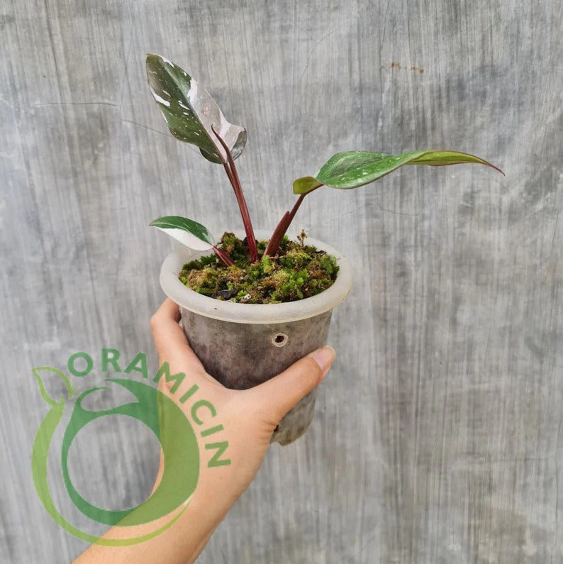 Philodendron Red Anderson Variegated Tropical Plants ORAMICIN