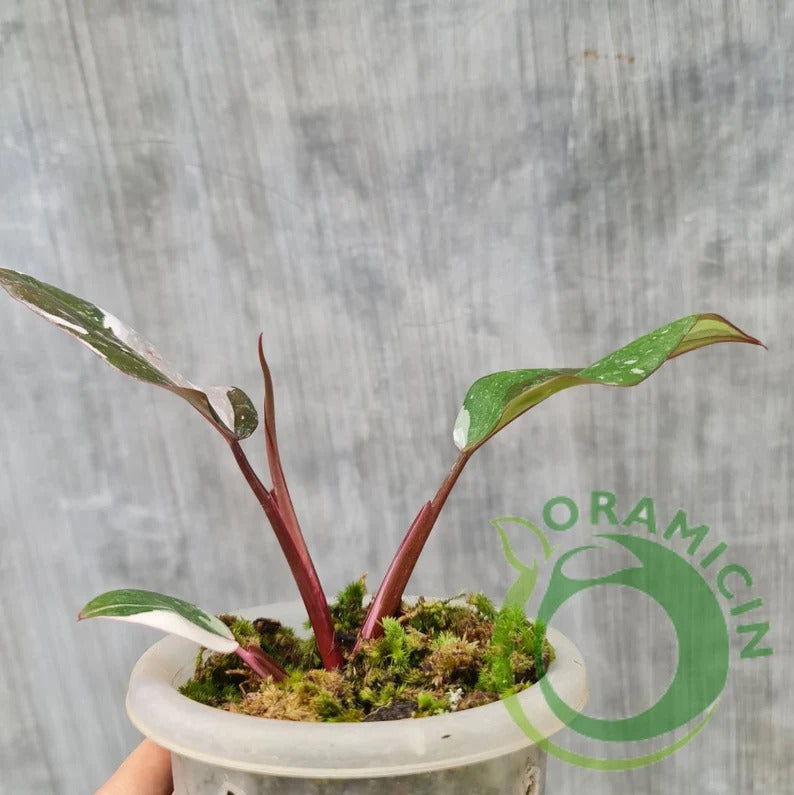 Philodendron Red Anderson Variegated Tropical Plants ORAMICIN