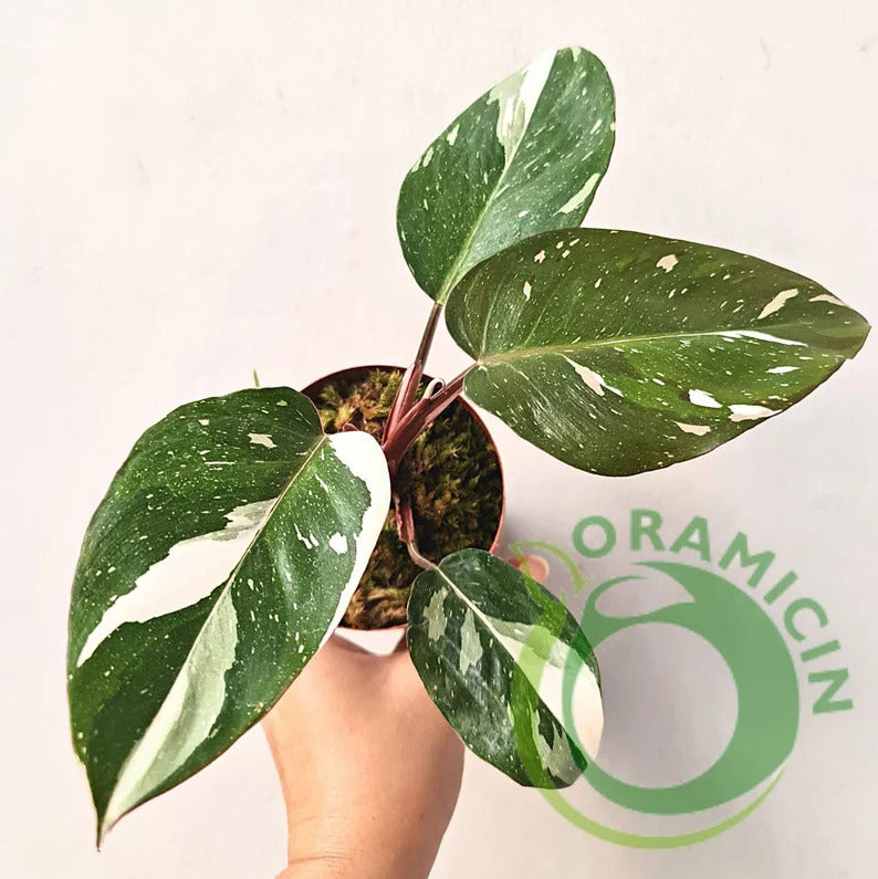 white anderson philodendron Philodendron Red Anderson variegated TC Plantlet Grower's Choice *In Stock*