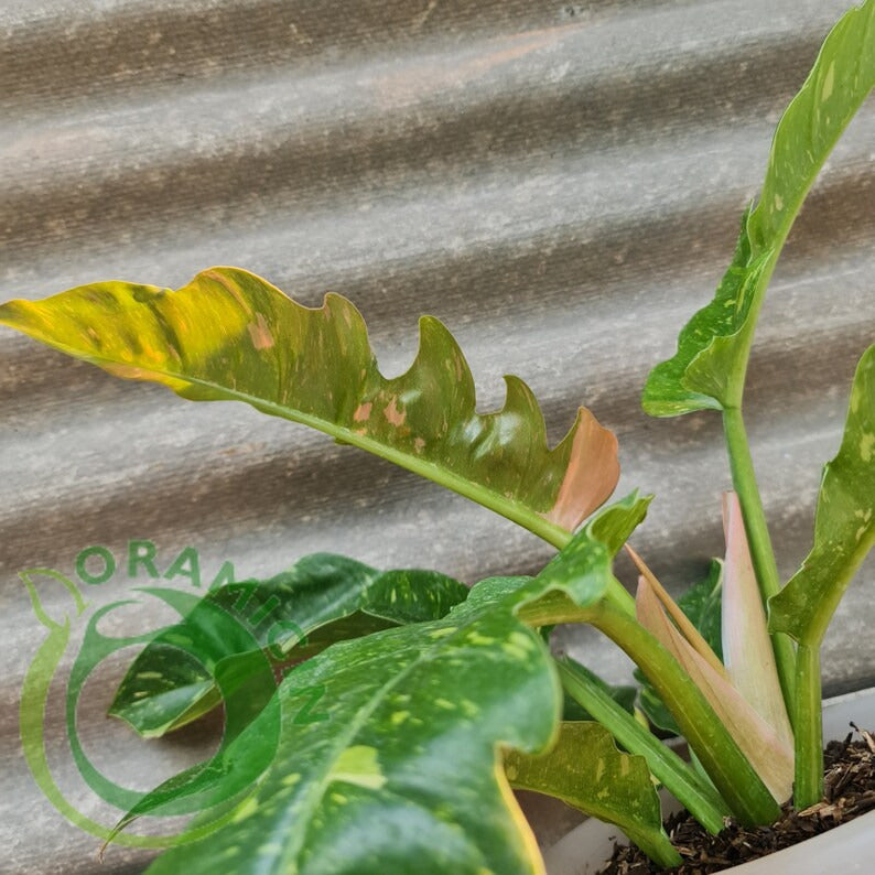 Philodendron Ring Of Fire Tropical Plants ORAMICIN