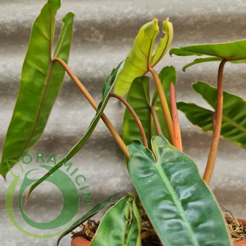 Philodendron Billietiae Tropical Plants ORAMICIN