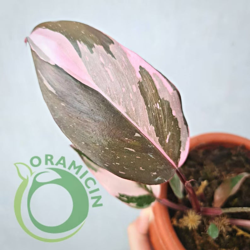 Philodendron Pink Princess Galaxy Variegated SMALL Tropical Plants ORAMICIN