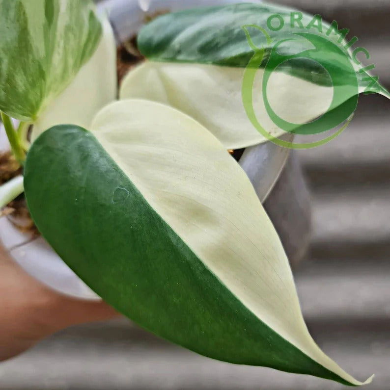 Philodendron Hederaceum ALBO Variegated Tropical Plants ORAMICIN