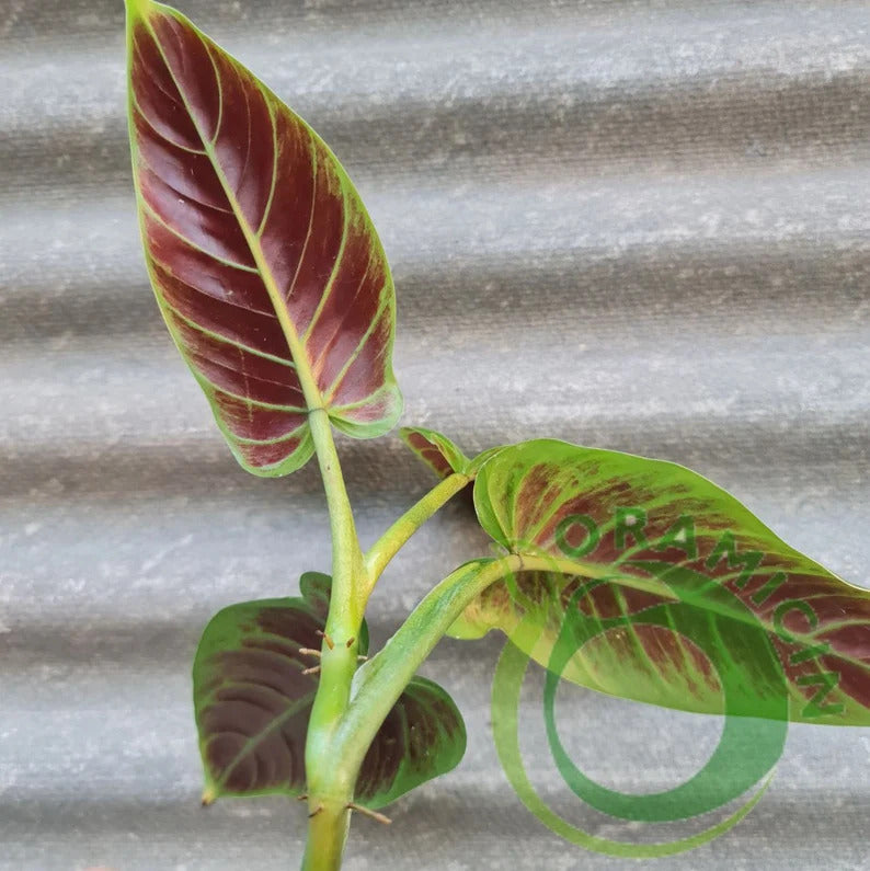Philodendron Subhastatum Bicolor Tropical Plants ORAMICIN