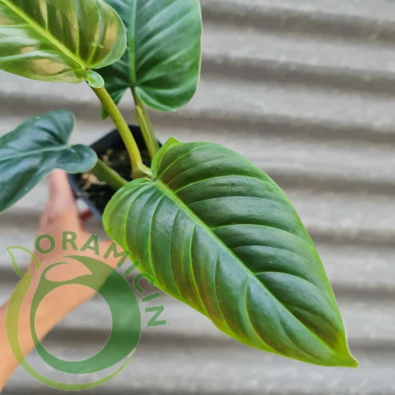 Philodendron Subhastatum Bicolor Tropical Plants ORAMICIN