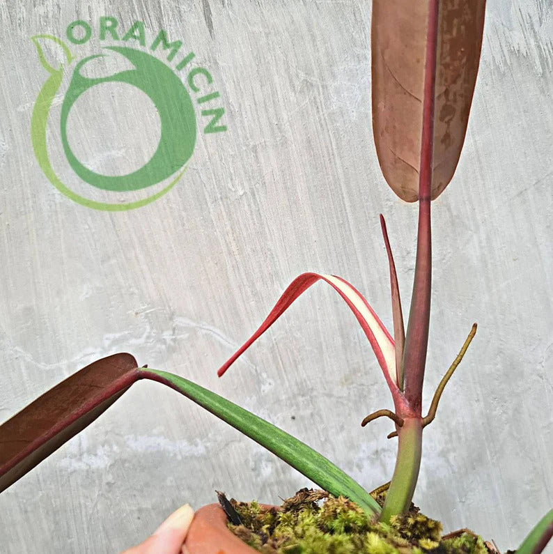Philodendron Bicolor Tropical plants ORAMICIN