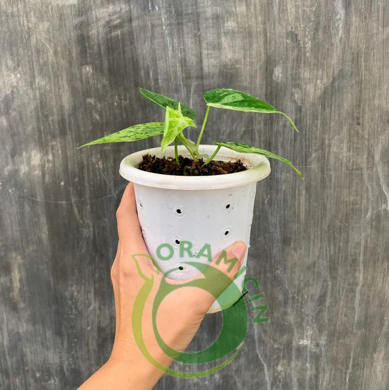 Philodendron Hederaceum Variegated Tropical Plants ORAMICIN
