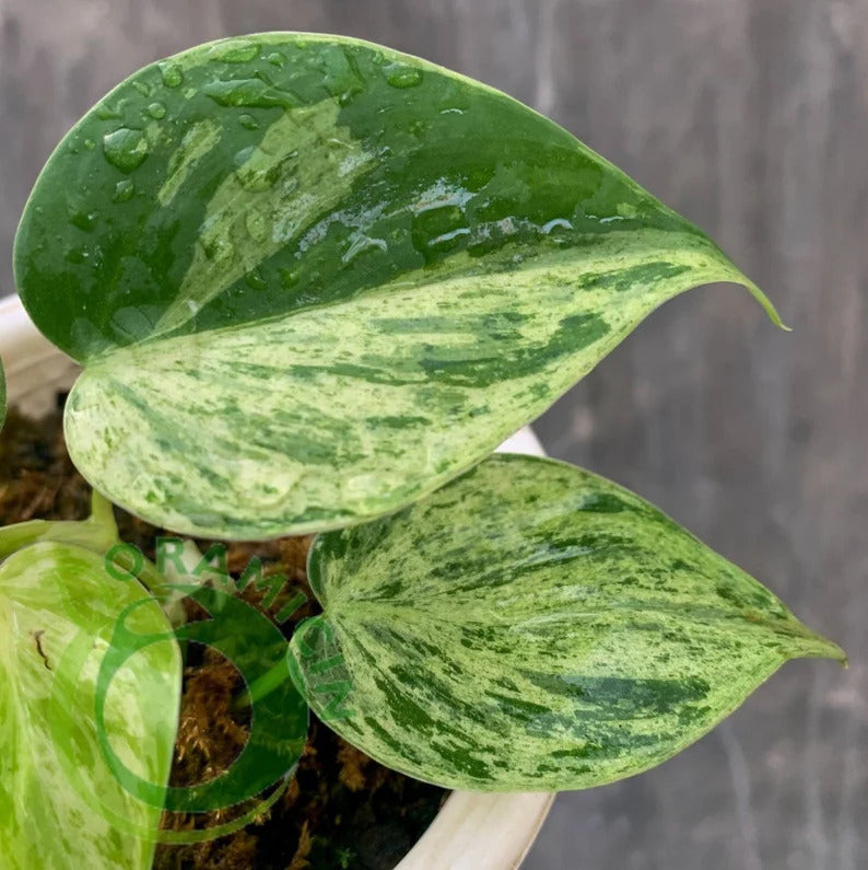 Philodendron Hederaceum Variegated Tropical Plants ORAMICIN