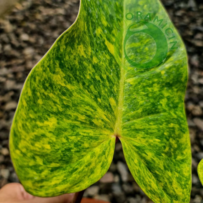 Philodendron Painted Lady Tropical Plants ORAMICIN