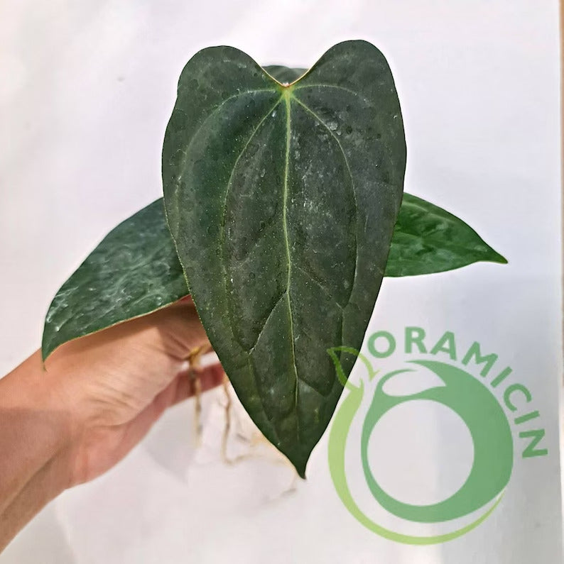 anthurium papillilaminum fort sherman Anthurium Papillaminum Fort Sherman – oramicin