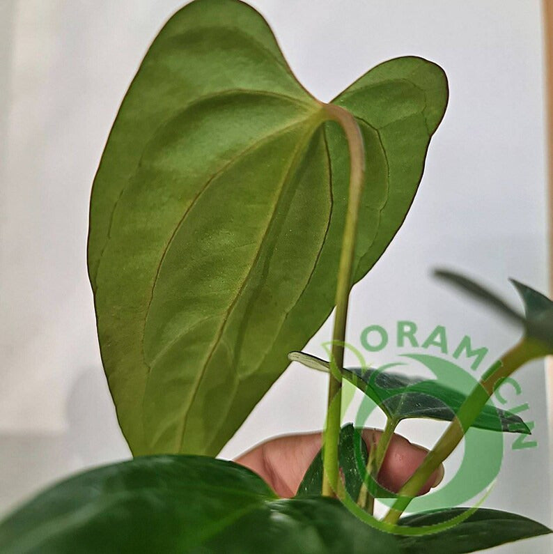 Anthurium Papillaminum Fort Sherman ORAMICIN