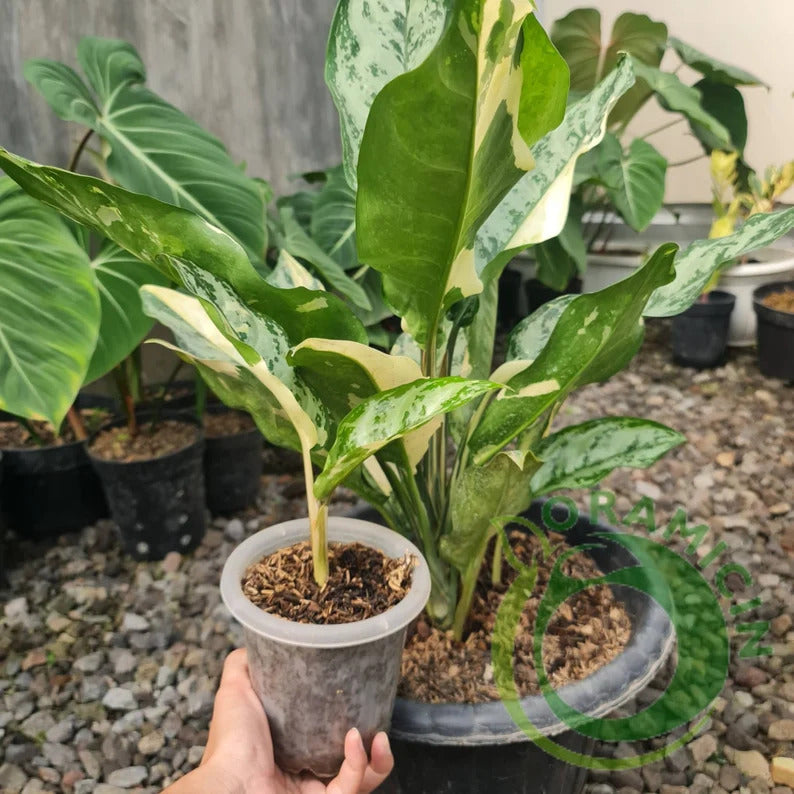 Aglaonema Commutatum Variegated SMALL Tropical Plants ORAMICIN