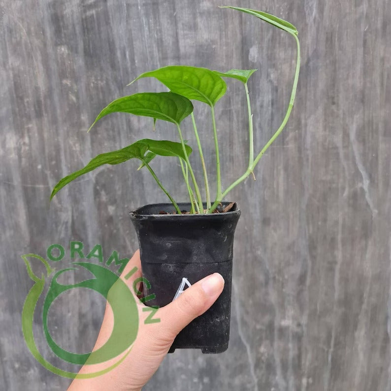 Monstera Siltepecana 열대 식물 ORAMICIN