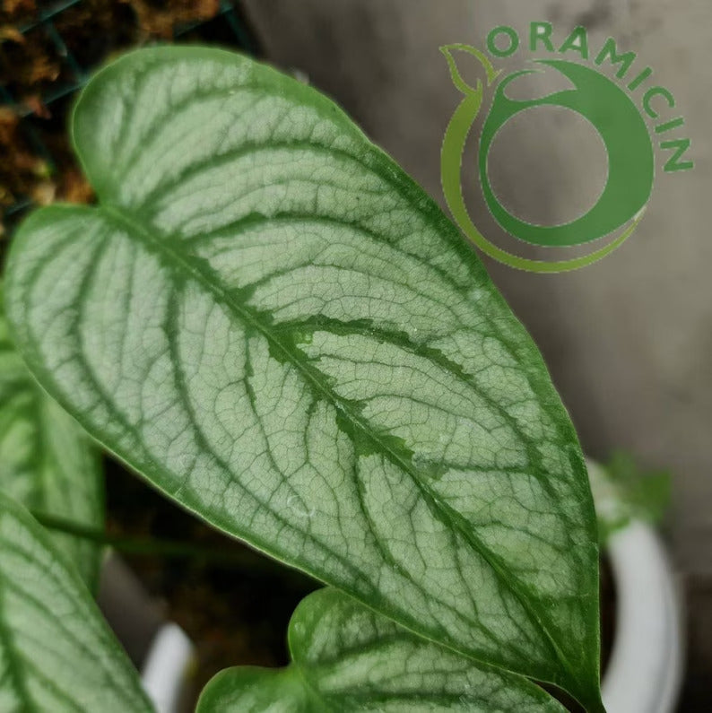 Monstera Siltepecana 열대 식물 ORAMICIN