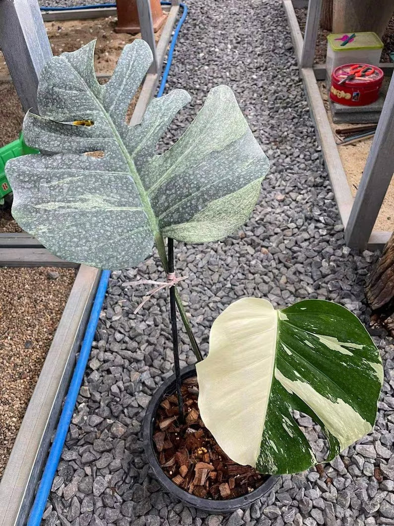 Monstera Mint (1 old leaf, 1 new active leaf) Tropical Plant Real Picture ORAMICIN