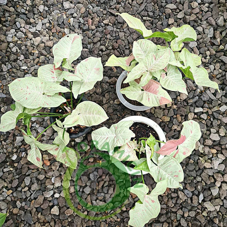 Syngonium Milk Confetti Variegated Medium Tropical Plants ORAMICIN