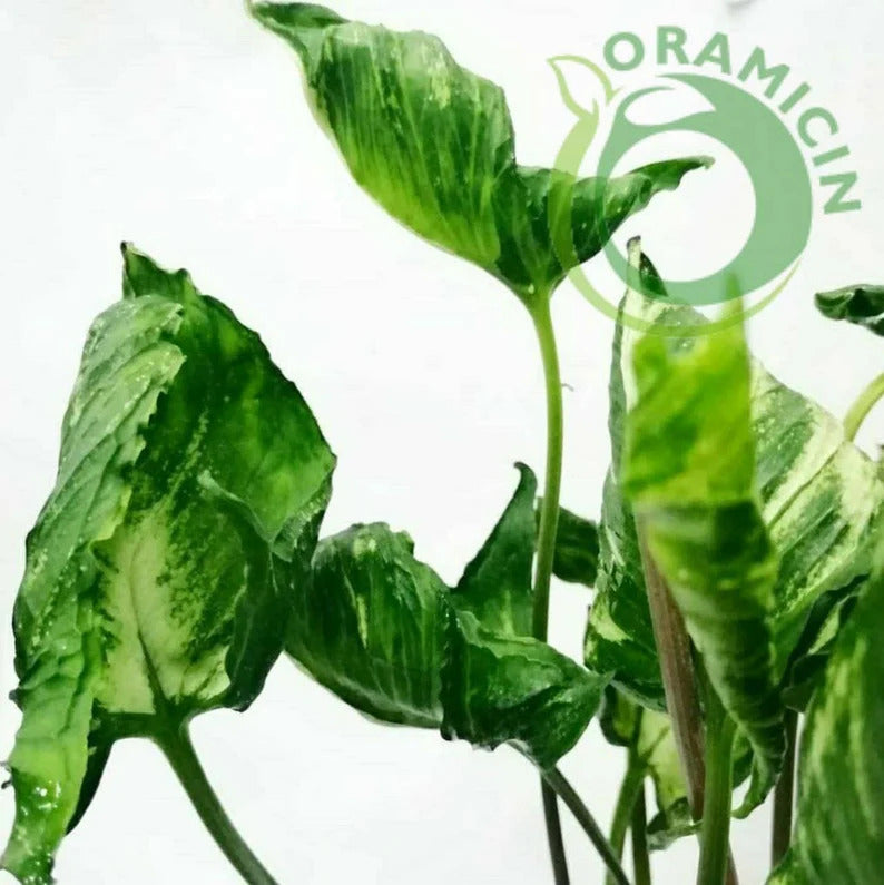 Syngonium Godzilla Tropical Plants ORAMICIN
