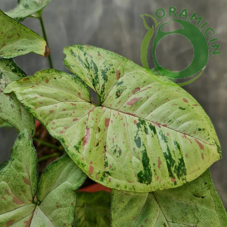 Syngonium Confetti Tricolor Variegated Tropical Plants ORAMICIN