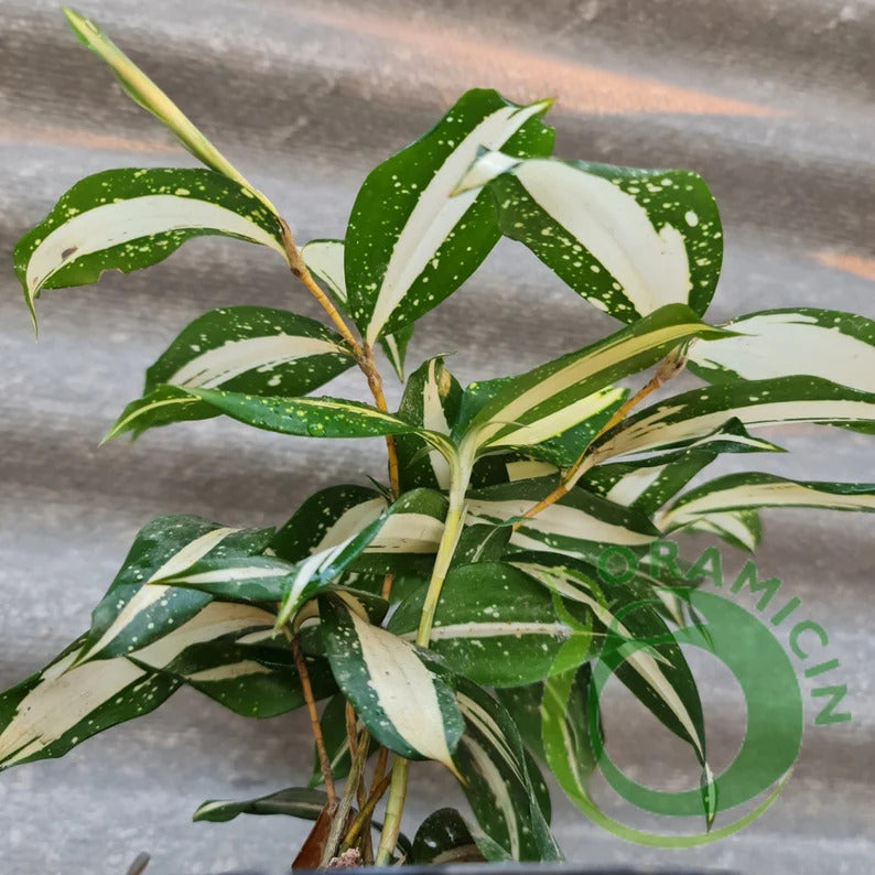 Dracaena Milkyway Milky Way ORAMICIN