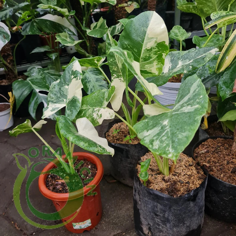 Alocasia Macrorrizha Variegated Tropical Plants ORAMICIN