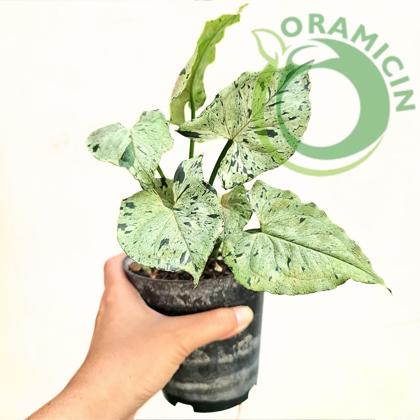 Syngonium Green Splash