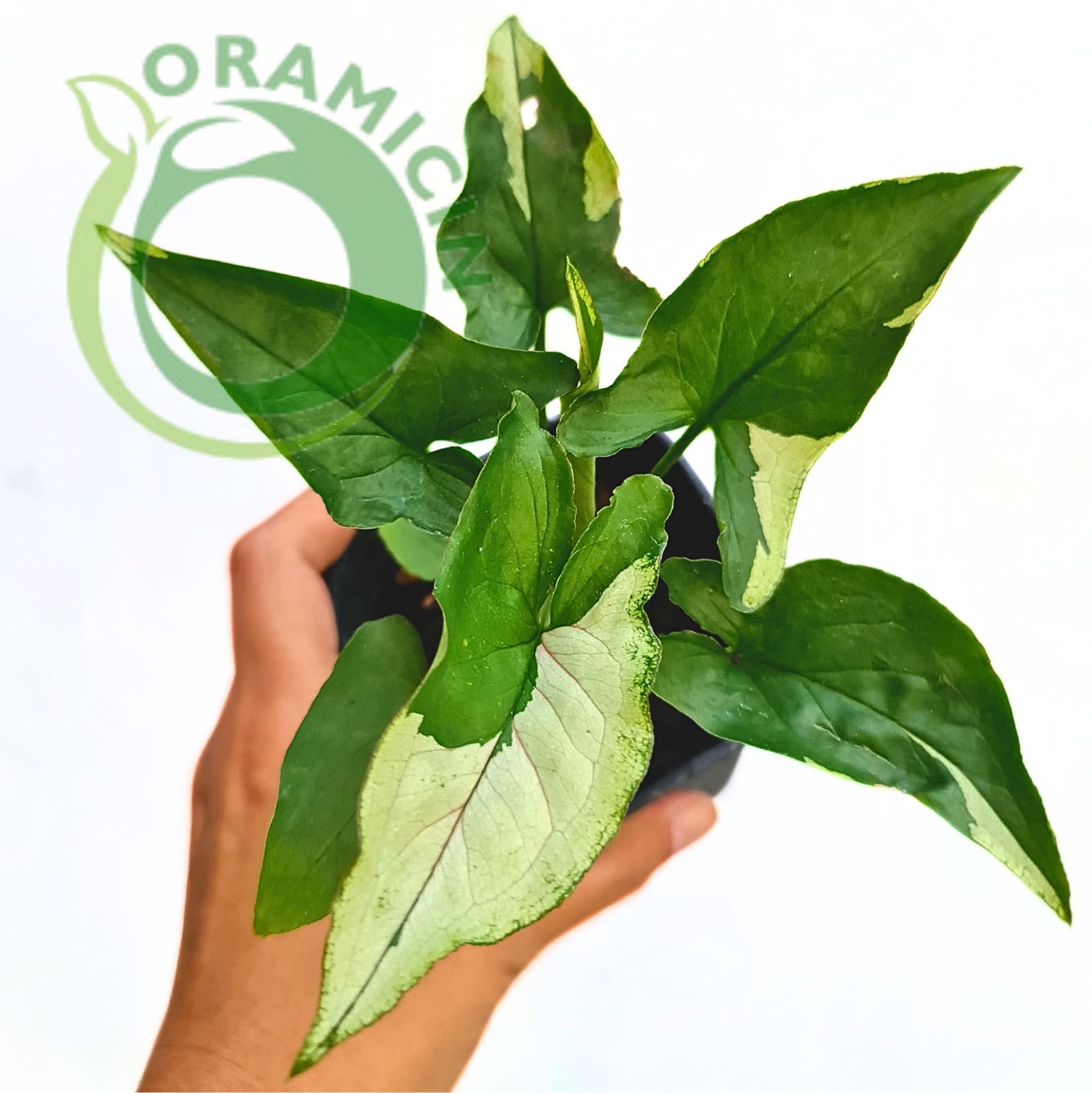 philodendron eclipse Syngonium Eclipse