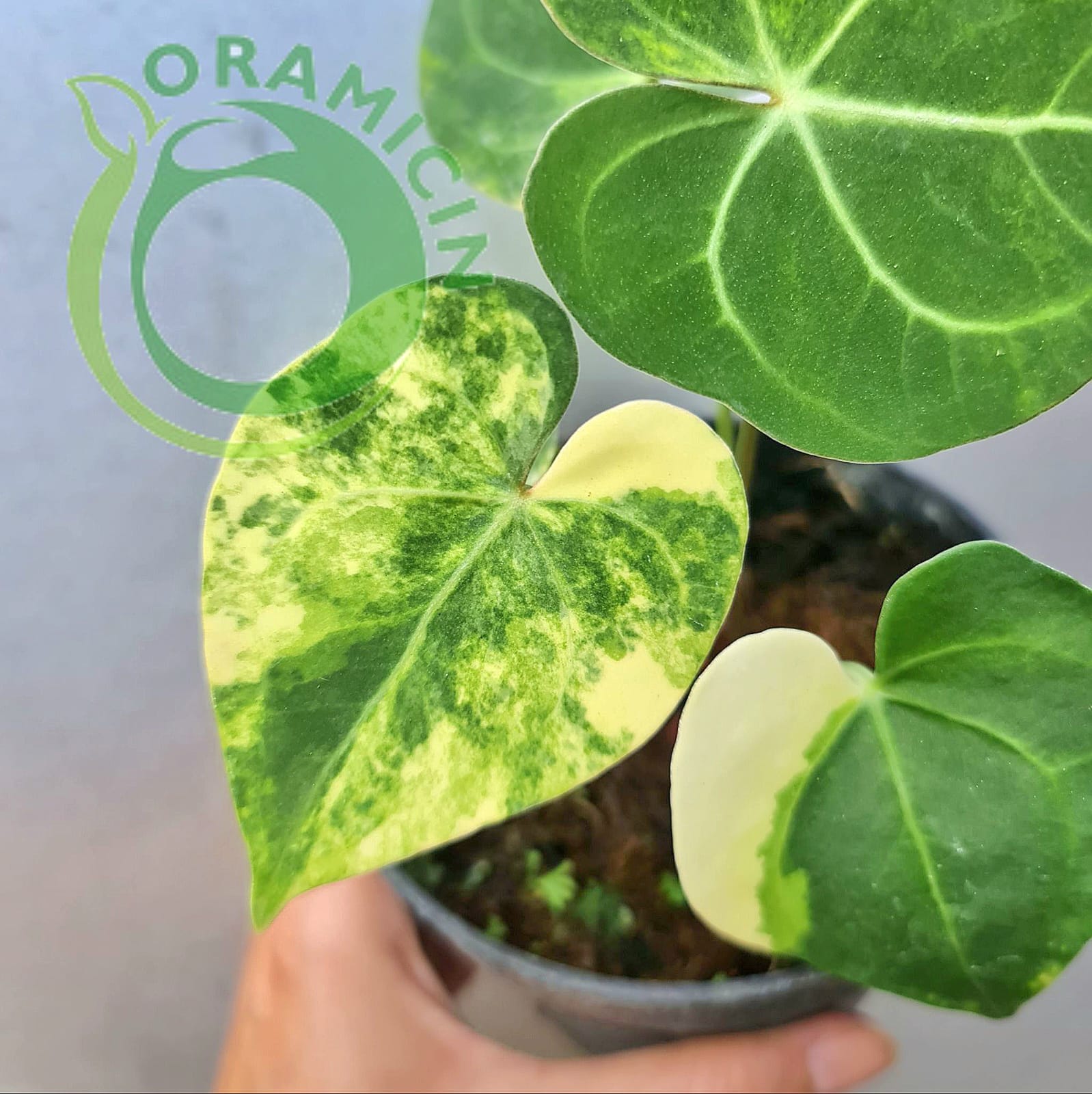 anthurium clarinervium matuda Anthurium Crystallinum Variegated