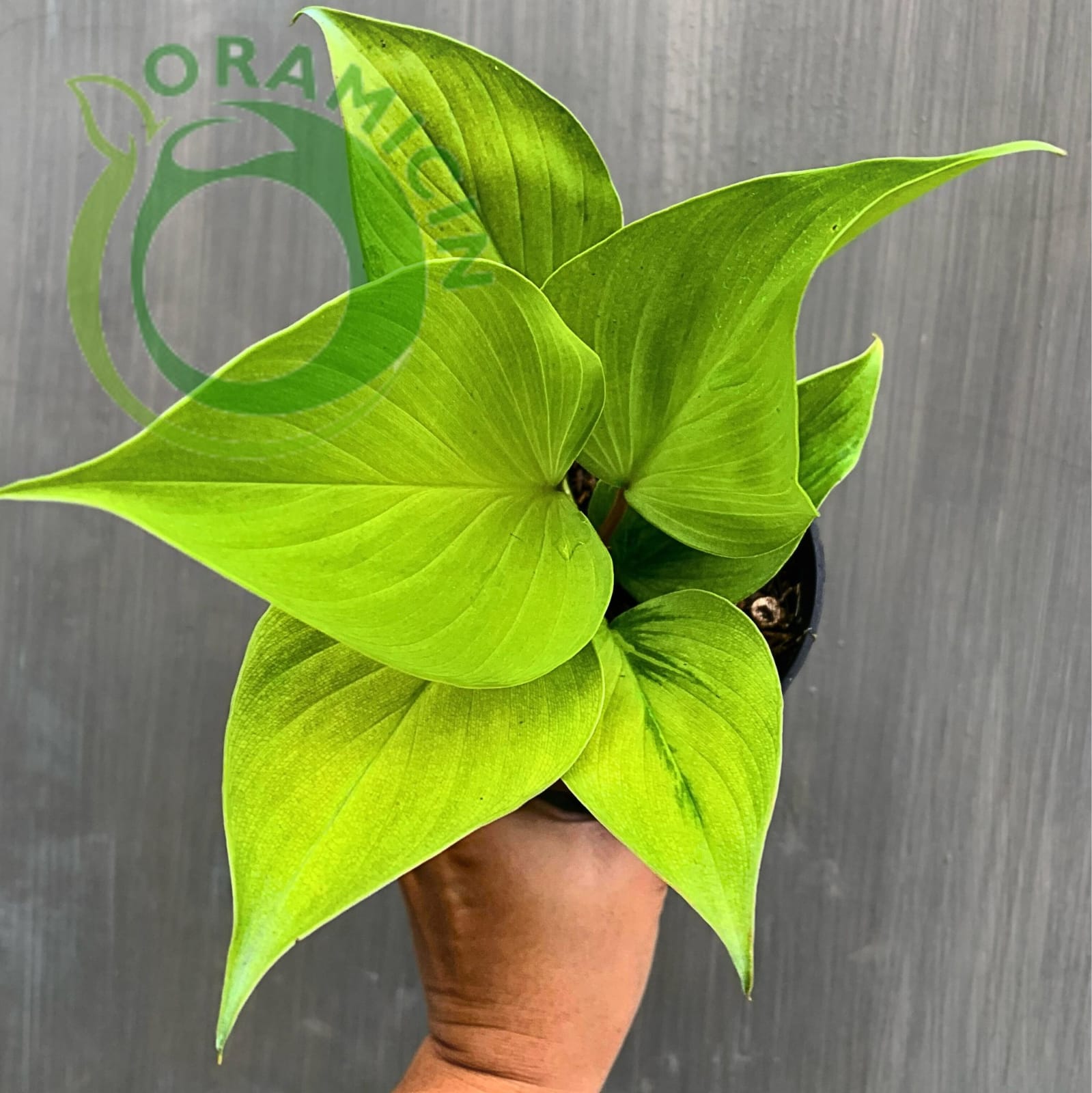 is homalomena a philodendron Homalomena Golden – oramicin