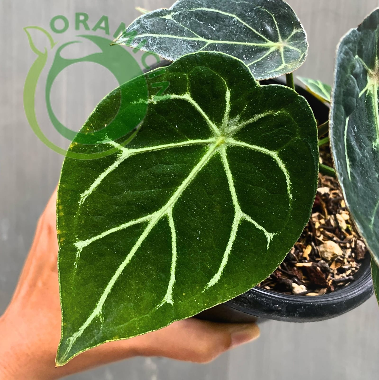 anthurium martinique Anthurium Thunderbolt
